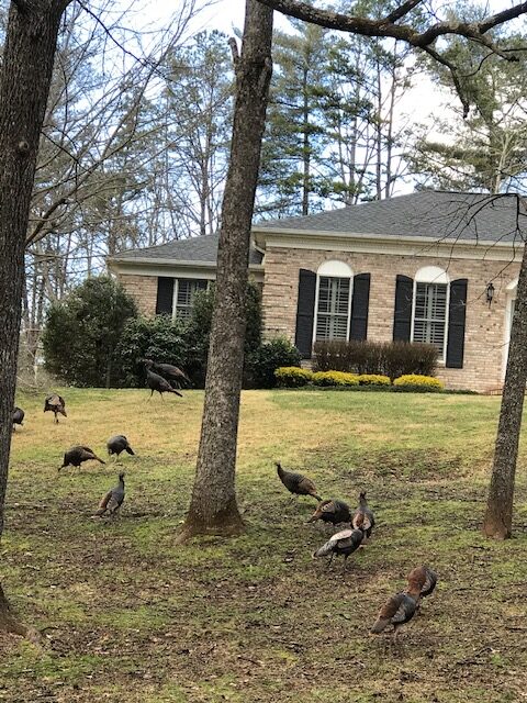 turkeys on grounds