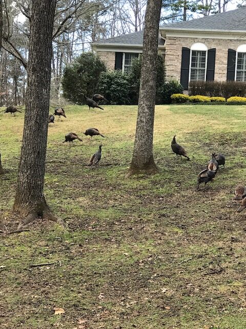 turkeys on grounds